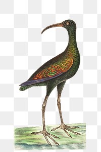 Png sticker brasilian birdcurlew bird graphic