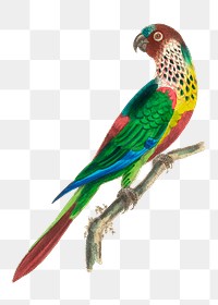 Png sticker scaly breasted parakeet bird illustration
