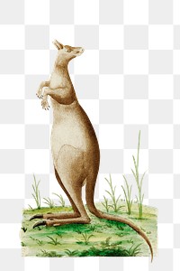 Png great kangaroo vintage illustration