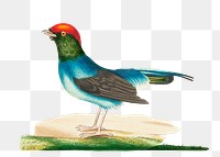Png sticker long tailed manakin bird illustration