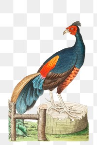 Png sticker fire backed pheasant bird clipart