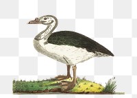 Png sticker black backed goose illustration