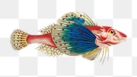 Png sticker spotted gurnard fish illustration