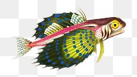 Png sticker reddish gurnard fish illustration