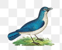 Png sticker blue shrike bird illustration