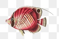 Png sticker red striped fish clipart