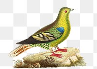 Png sticker madagascar pigeon vintage graphic