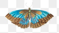 Png vintage illustration morpho telemachus butterfly