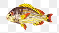 Png sticker juba sparus fish illustration