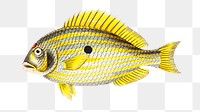 Png sticker single spotted scaiaena fish clipart