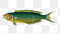 Png sticker green yellow fish clipart