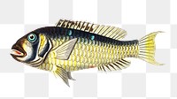 Png sticker gilt head bream fish illustration