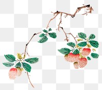 Fruit png design element, remixed from artworks by Hu Zhengyan