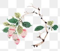 Fruit png design element, remixed from artworks by Hu Zhengyan