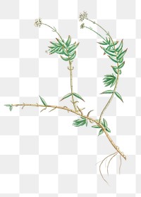 Hand drawn Crassula Acutifolia
