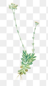 Hand drawn Crassula Cilliata (Pigmyweeds)