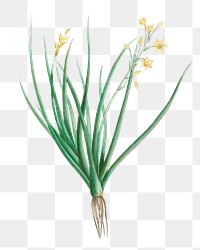 Hand drawn Anthericum Annuum (Bulbine Annua Willd)