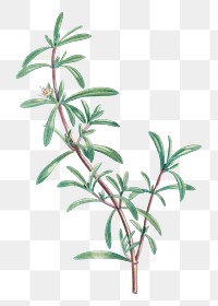 Hand drawn Sesuvium Portulacastrum (Sea Purslane)