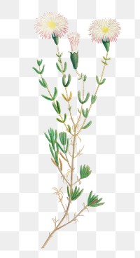 Hand drawn Mesembryanthemum Nodiflorum (Slenderleaf Iceplant)