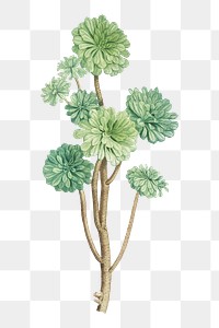 Hand drawn Sempervivum Arboreum (Tree Houseleek)