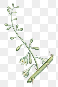 Hand drawn Furcraea Gigantea (Mauritius Hemp)