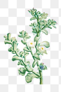 Hand drawn Mesembryanthemum Crystallinum (Common Iceplant)