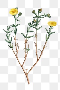 Hand drawn Mesembryanthemum Brachiatum (Three&ndash;Forked Fig Marigold)