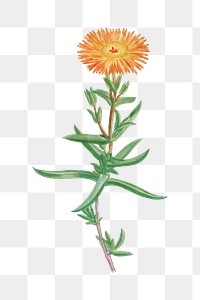 Hand drawn Mesembryanthemum Aureum (Golden Fig&ndash;Marigold)