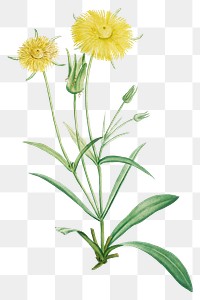 Hand drawn Mesembryanthemum Helianthoides (Spatula&ndash;leaved Fig Marigold)
