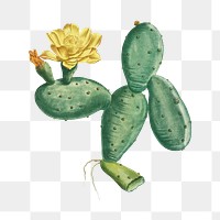 Hand drawn Cactus Opuntia Nana