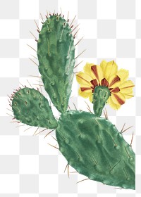 Hand drawn Cactus Opuntia Tuna (Prickly Pear)