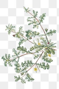 Hand drawn Mesembryanthemum Pinnatifidum (Jagged&ndash;Leaved Mesembryanthemum)