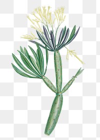 Hand drawn Cacalia Kleinia (Canary Islands Candle Plant)