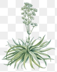 Hand drawn Crassula Nudicaulis (Naked–Stalked Crassula)