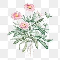 Hand drawn Mesembryanthemum Cuneifolium (Livingstone Daisy)