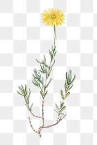 Hand drawn Mesembryanthemum Glaucum (Noon Flowers)