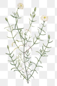 Hand drawn Mesembryanthemum Longistylum