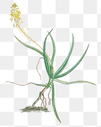 Hand drawn Anthericum Frutescens (Bulbine Frutescens)