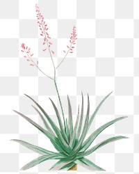 Hand drawn Aloe Rubescens (Aloe Vera)