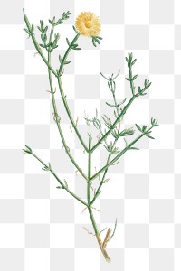 Hand drawn Mesembryanthemum Geniculiflorum (Ficoide geniculiflore)