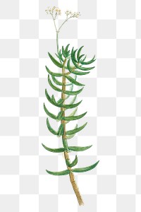 Hand drawn Crassula Tetragona (Miniature Pine Tree)