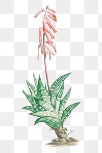 Hand drawn Aloe Variegata (Tiger Aloe)