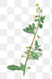 Hand drawn Tetragonia Decumbens (Dune Spinach)