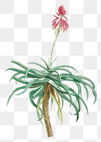 Hand drawn Aloe Arborescens (Candelabra Aloe)