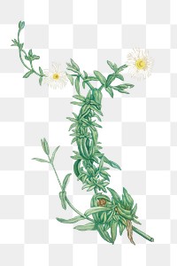 Hand drawn Mesembryanthemum expansum (Iceplant)