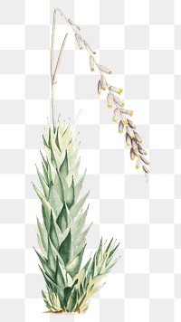 Hand drawn Aloe Fpiralis (Spiral Aloe)