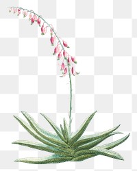 Hand drawn Aloe Carinata (Gasteria Carinata)