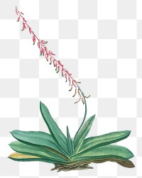 Hand drawn Aloe Linguiformis (Cow's Tongue)