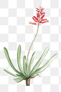 Hand drawn Aloe Plicatilis (Fan&ndash;Aloe)