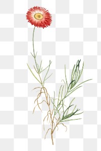 Hand drawn Mesembryanthemum Tenuifolium (Slender&ndash;Leaved Fig&ndash;Marigold)